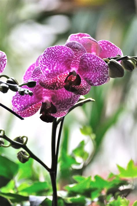 蝴蝶蘭風水|六大常見蝴蝶蘭品種，蝴蝶蘭種植指南&花語&風水 – 小咩日記